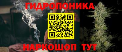 спайс Кингисепп